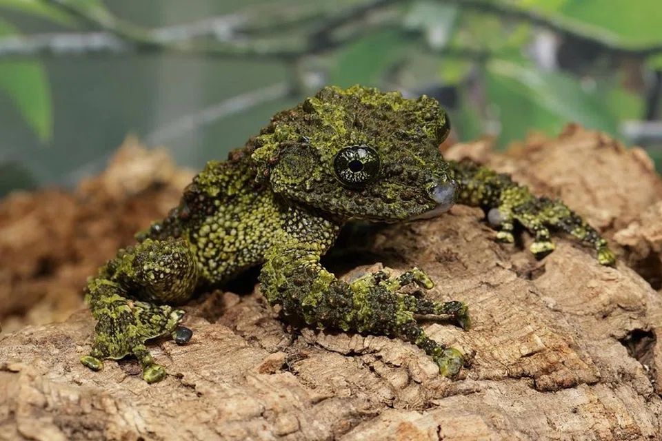 Apabila menghadapi sebarang ancaman, katak berlumut Vietnam ini akan pura-pura mati.