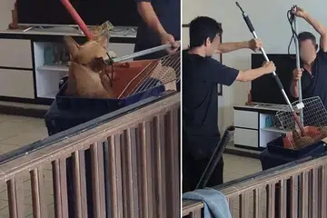 avs, anjing liar, penangkapan, seletar west