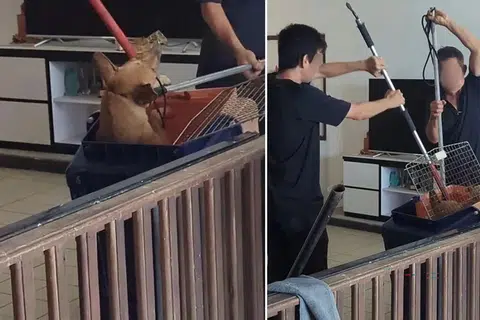 avs, anjing liar, penangkapan, seletar west