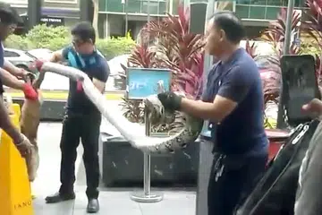 KENDALI DENGAN BETUL: Rakaman video menunjukkan pekerja kawal serangga cuba menangkap ular sawa di Orchard.