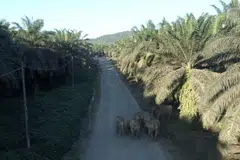 Malaysia, Sabah, Lahad Datu, gajah liar, wild elephant, lelaki maut