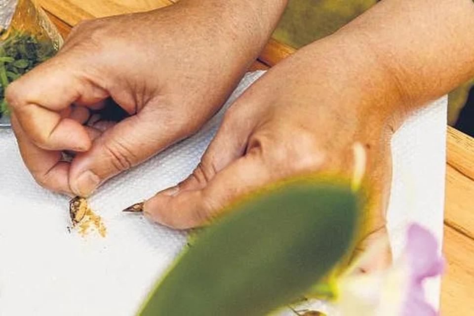 PROSES PENDEBUNGAAN: Cik Sharifah menunjukkan bagaimana pendebungaan kacukan dilakukan. Debunga daripada satu jenis anggerik diambil menggunakan forsep, mancis, jarum atau pencungkil gigi, kemudian dialih dan dimasukkan ke dalam stigma bunga anggerik yang lain. Benda lekit dalam stigma itu membuat debunga melekat di situ. - Foto TUKIMAN WARJI 