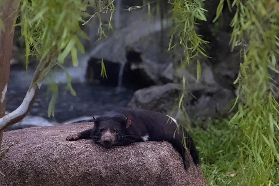 Momok Tasmania atau ‘Tasmanian devil’ jantan di Safari Malam ditempatkan bersama, sementara yang betina di tempat lain.