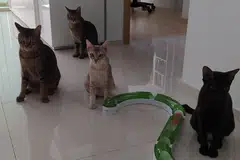 pet cats