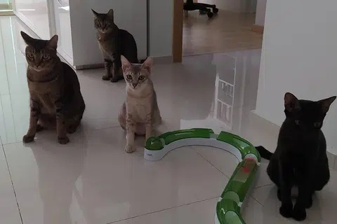 pet cats