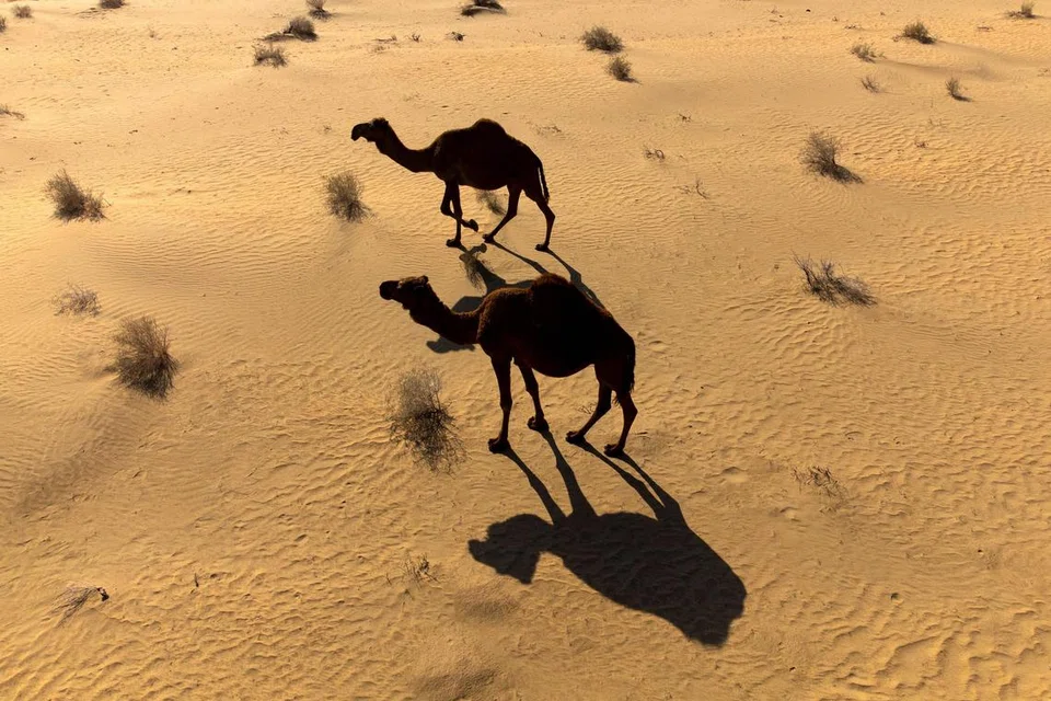 Gambar dari udara yang diambil pada 27 Januari 2024 menunjukkan unta di padang pasir Samawa di wilayah selatan Iraq al-Muthanna (gambar hiasan).