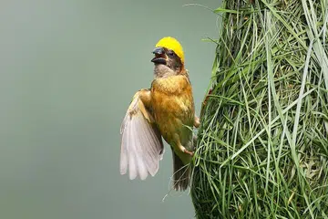 HABITAT SEMULA JADI: Burung tempua antara penghuni tetap Taman Semula Jadi Lim Chu Kang. - Foto NPARKS