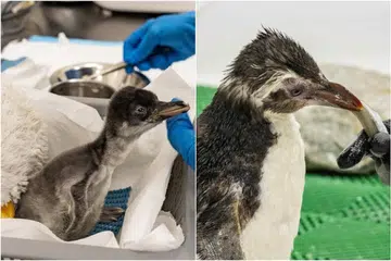 Penjaga penguin memberi makan kepada anak penguin ‘gentoo’ (kiri) dan penguin ‘rockhopper’ yang diselamatkan dari Australia (kanan).
