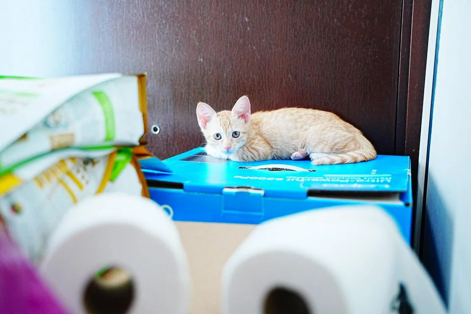 kucing, pengasuh, haiwan peliharaan