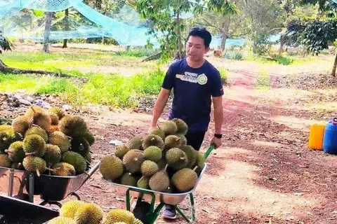 Ezy Durian, Musang King, musim durian, hantu durian 