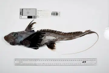 ghost shark, queensland