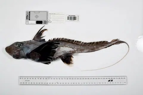 ghost shark, queensland