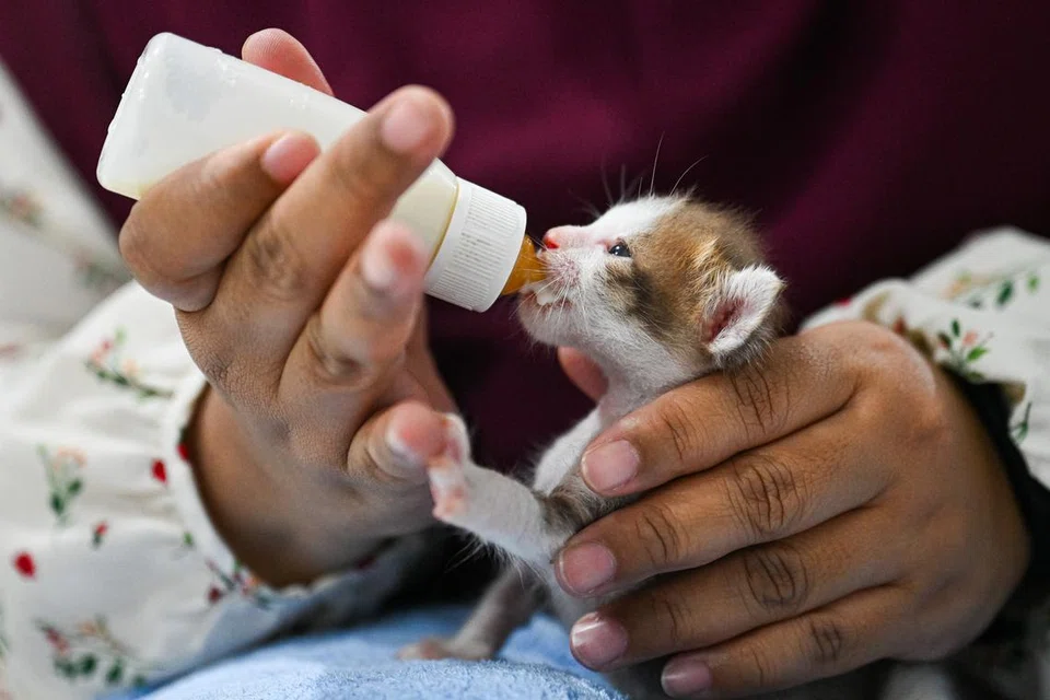 kucing, pengasuh, haiwan peliharaan, Nur Farizah Mat Arsat