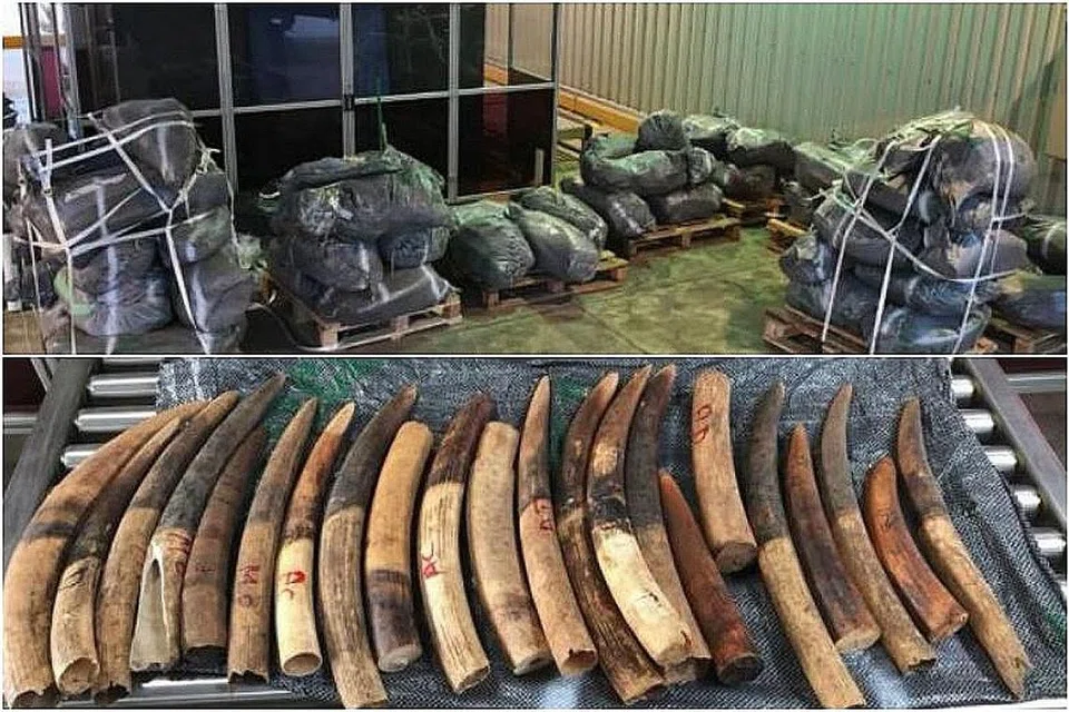 MAHU DISELUDUP KE VIETNAM: Pegawai AVA menemui 1,787 gading gajah dalam 61 beg seberat kira-kira 3,500 kilogram ketika memeriksa kontena di Stesen Pengimbasan Pasir Panjang. - Foto AVA & ICA