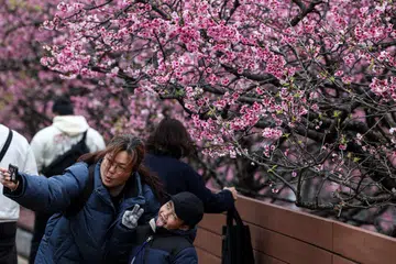 Pengunjung bergambar dengan pokok sakur sewaktu festival di Taipei pada 7 Februari 2025.