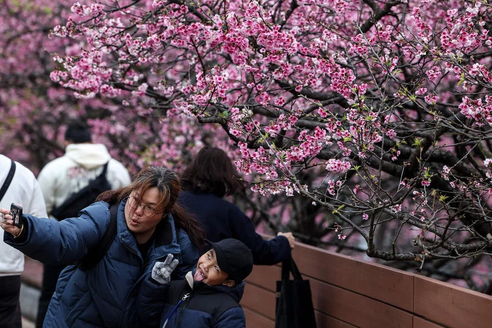 Pengunjung bergambar dengan pokok sakur sewaktu festival di Taipei pada 7 Februari 2025.