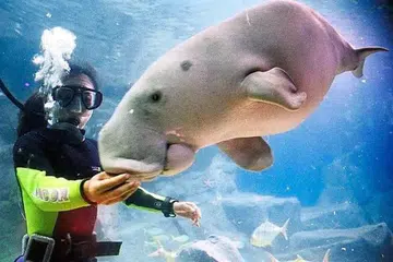 Jabatan Perikanan Malaysia (DOF) mengambil inisiatif penting untuk menangani masalah kepupusan dugong di Taman Laut, di Mersing, Johor.