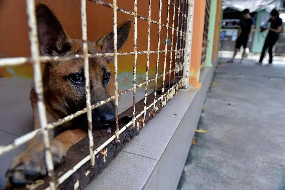 Dalam satu laporan pada 31 Januari, Persatuan Cegah Kekejaman ke atas Binatang (SPCA) berkata ia telah menyiasat sejumlah 915 kes pada 2023.