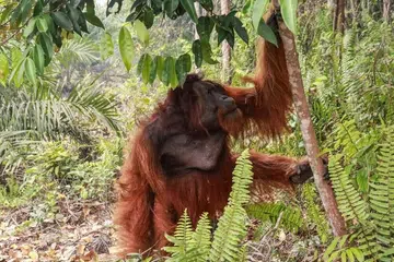 Setakat 13 Oktober, 26 orang utan telah diselamatkan daripada hutan bernilai pemuliharaan tinggi itu.