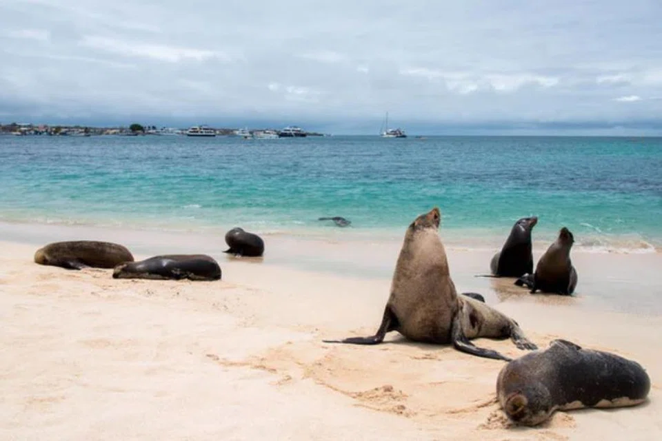 NIKMATI ALAM SEMULA JADI: Pelancong berpeluang melihat singa laut dari dekat di Kepulauan Galapagos, Ecuador. 