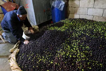 Seorang petani di kampung Kfeir, selatan Lebanon dilihat sedang menyemai hasil tuaian zaitunnya. Meskipun menghadapi situasi yang penuh ketidakpastian, petani ini tetap meneruskan rutinnya. 