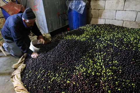 Seorang petani di kampung Kfeir, selatan Lebanon dilihat sedang menyemai hasil tuaian zaitunnya. Meskipun menghadapi situasi yang penuh ketidakpastian, petani ini tetap meneruskan rutinnya. 