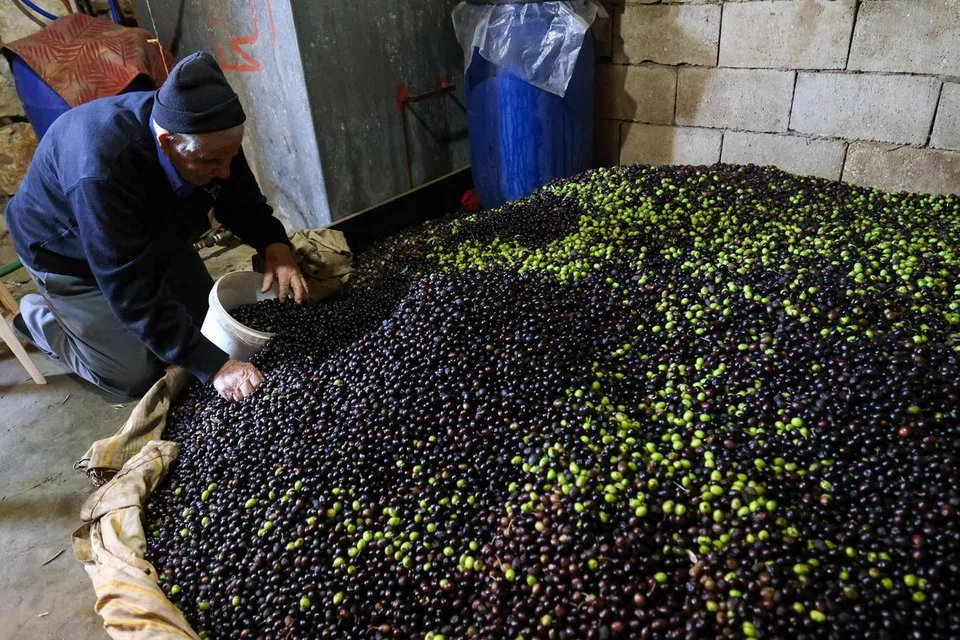 Seorang petani di kampung Kfeir, selatan Lebanon dilihat sedang menyemai hasil tuaian zaitunnya. Meskipun menghadapi situasi yang penuh ketidakpastian, petani ini tetap meneruskan rutinnya. 
