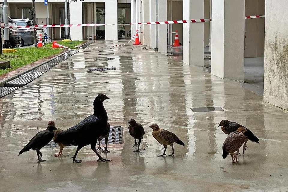 ISU AYAM: Ayam berkeliaran di kawasan Bright Hill Drive. Membela ayam itik tidak dibenarkan di estet HDB atas sebab kesihatan awam dan bagi mengelakkan gangguan. - Foto fail