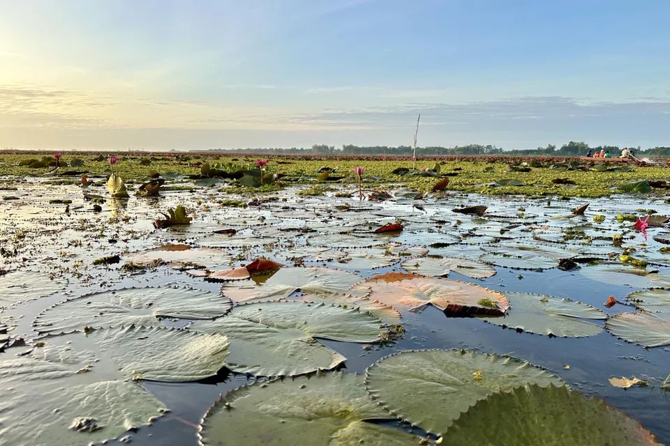 Thale Noi di wilayah Phatthalung, Selatan Thailand, adalah ‘syurga’ untuk pemerhati burung dan peminat alam semula jadi. 