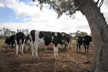 ARAH SIASAT: Fail foto menunjukkan lembu-lembu yang diternak di Australia.