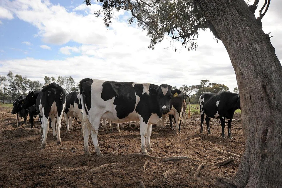 ARAH SIASAT: Fail foto menunjukkan lembu-lembu yang diternak di Australia.
