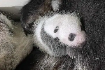 ANAK BERUANG JANTAN: Anak beruang panda pertama yang dilahirkan di Singapura ialah seekor beruang jantan. - Foto WRS