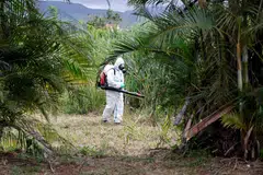 Seorang pekerja berusaha menghapuskan nyamuk-nyamuk di kawasan Saint-Benoit di kepulauan La Reunion, Perancis sedang bilangan kes jangkitan virus chikungunya di tempat tersebut meningkat.