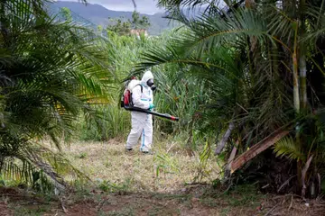 Seorang pekerja berusaha menghapuskan nyamuk-nyamuk di kawasan Saint-Benoit di kepulauan La Reunion, Perancis sedang bilangan kes jangkitan virus chikungunya di tempat tersebut meningkat.