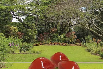Merah Saga di Bukit Merah