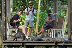 HIDUP BERSAMA: Sekumpulan memerang dilihat sedang berehat di samping orang ramai di Penyambung Taman Alexandra. 