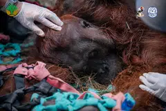 Sempurna, seekor orang utan Borneo jantan dewasa, diberikan rawatan selepas ditemui lemah, sukar bernafas dan tidak mampu berdiri di sebuah ladang kelapa sawit milik penduduk di Ketapang, Kalimantan Barat, pada 30 Ogos. Sempurna mati beberapa jam selepas diselamatkan, dengan bedah siasat mendapati perubahan pada paru-parunya disyaki berkaitan pendedahan kepada asap kebakaran hutan dan lahan. Kes itu dipercayai kematian pertama orang utan yang dikaitkan dengan kebakaran yang melanda Kalimantan sejak lebih sebulan lalu.