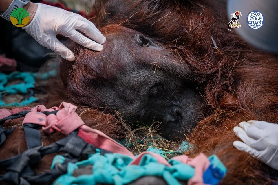 Sempurna, seekor orang utan Borneo jantan dewasa, diberikan rawatan selepas ditemui lemah, sukar bernafas dan tidak mampu berdiri di sebuah ladang kelapa sawit milik penduduk di Ketapang, Kalimantan Barat, pada 30 Ogos. Sempurna mati beberapa jam selepas diselamatkan, dengan bedah siasat mendapati perubahan pada paru-parunya disyaki berkaitan pendedahan kepada asap kebakaran hutan dan lahan. Kes itu dipercayai kematian pertama orang utan yang dikaitkan dengan kebakaran yang melanda Kalimantan sejak lebih sebulan lalu.
