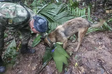 BUKTI MASIH HIDUP: Tentera Colombia yang menjalankan operasi mencari mangsa dengan seekor anjing menemui sebilah gunting di kawasan hutan Amazon, Colombia. - Foto AFP
