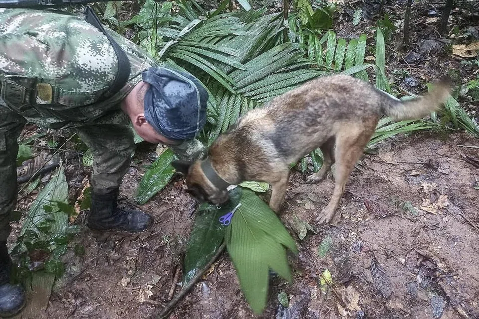 BUKTI MASIH HIDUP: Tentera Colombia yang menjalankan operasi mencari mangsa dengan seekor anjing menemui sebilah gunting di kawasan hutan Amazon, Colombia. - Foto AFP
