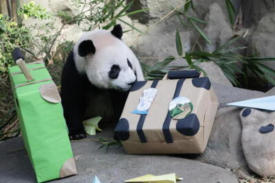 BERGAYA DENGAN BAGASI: Le Le merupakan anak beruang panda yang pertama dilahirkan di Singapura.