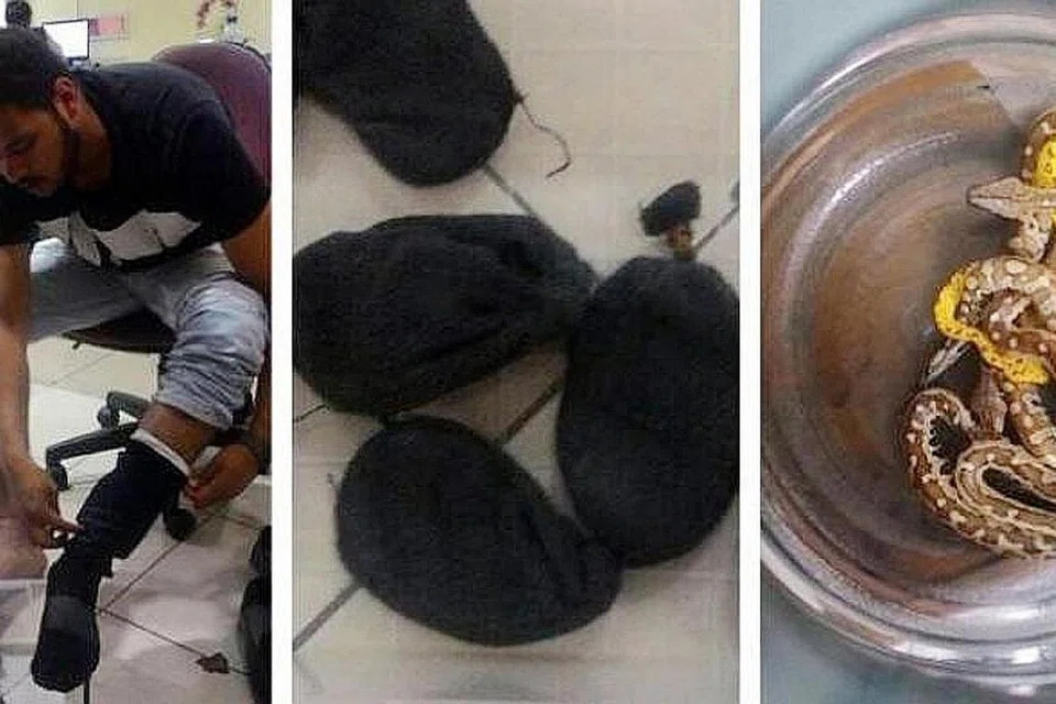 Koufah Jihad Zaki cuba menyeludup keluar 10 anak ular dengan menyembunyikannya di dalam beberapa beg kain hitam yang diletak di dalam seluarnya. : SOEKARNO-HATTA INTERNATIONAL AIRPORT POLICE