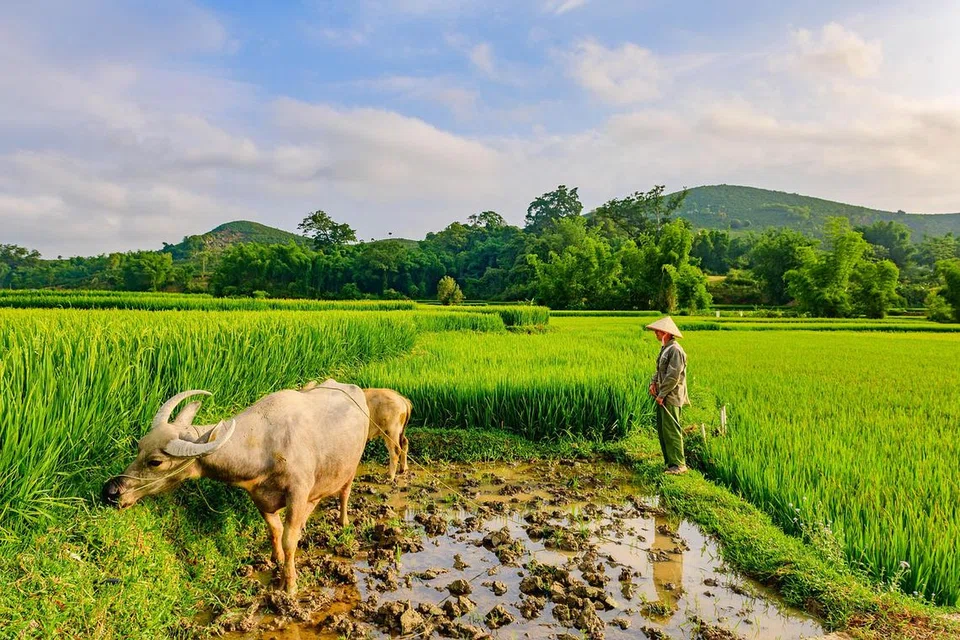 Kerbau yang antaranya digunakan untuk membajak sawah menghasilkan bunyi menguak.