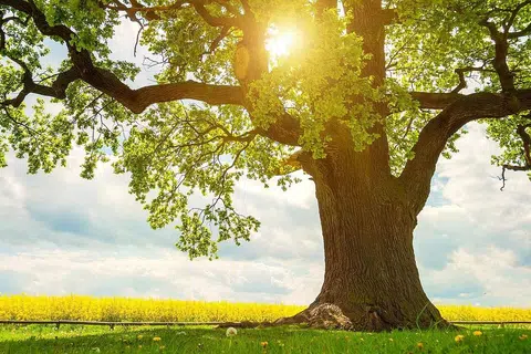 - Foto ISTOCKPHOTO