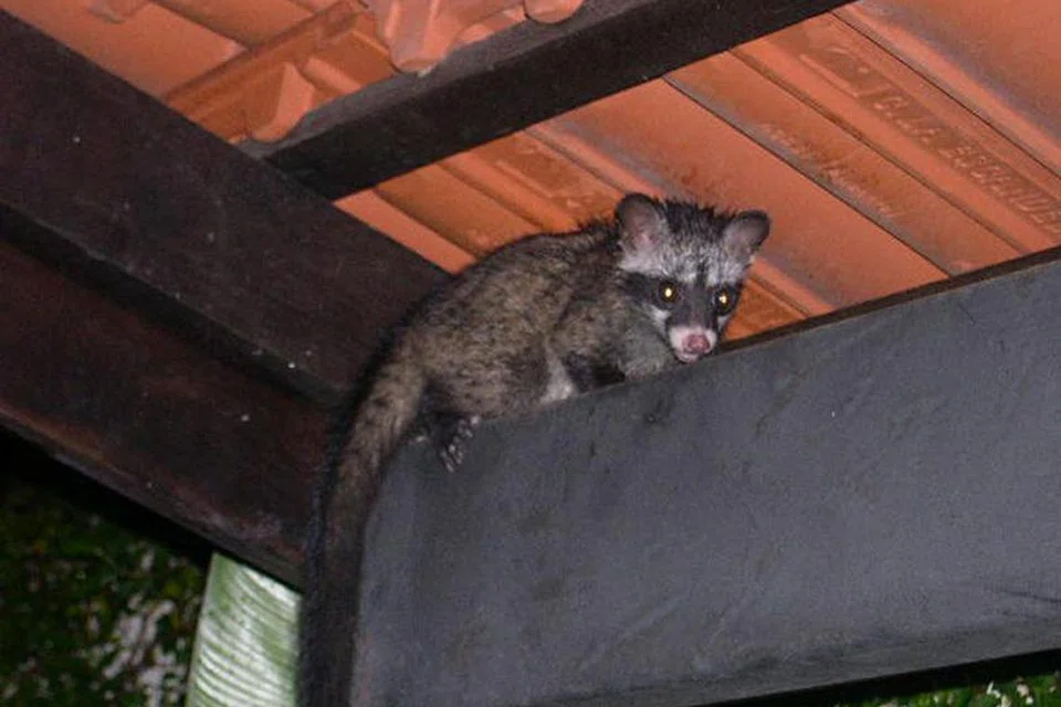 CARI TEMPAT PERLINDUNGAN: Adakalanya, haiwan seperti musang atau ‘civet cat’ ditemui menggunakan dan menjadikan ruang kecil di atas bumbung atau siling rumah sebagai sarangnya.