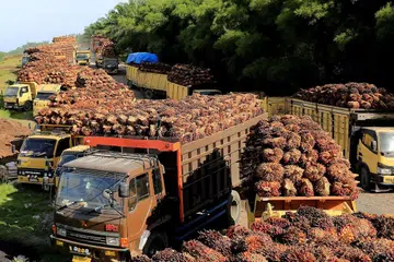 MENUNGGU UNTUK DIPROSES: Lori-lori yang membawa buah kelapa sawit menunggu di sebuah kilang di Aceh Barat, Indonesia, pada 17 Mei lalu. - Foto REUTERS 