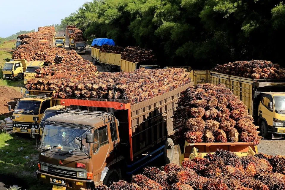 MENUNGGU UNTUK DIPROSES: Lori-lori yang membawa buah kelapa sawit menunggu di sebuah kilang di Aceh Barat, Indonesia, pada 17 Mei lalu. - Foto REUTERS 