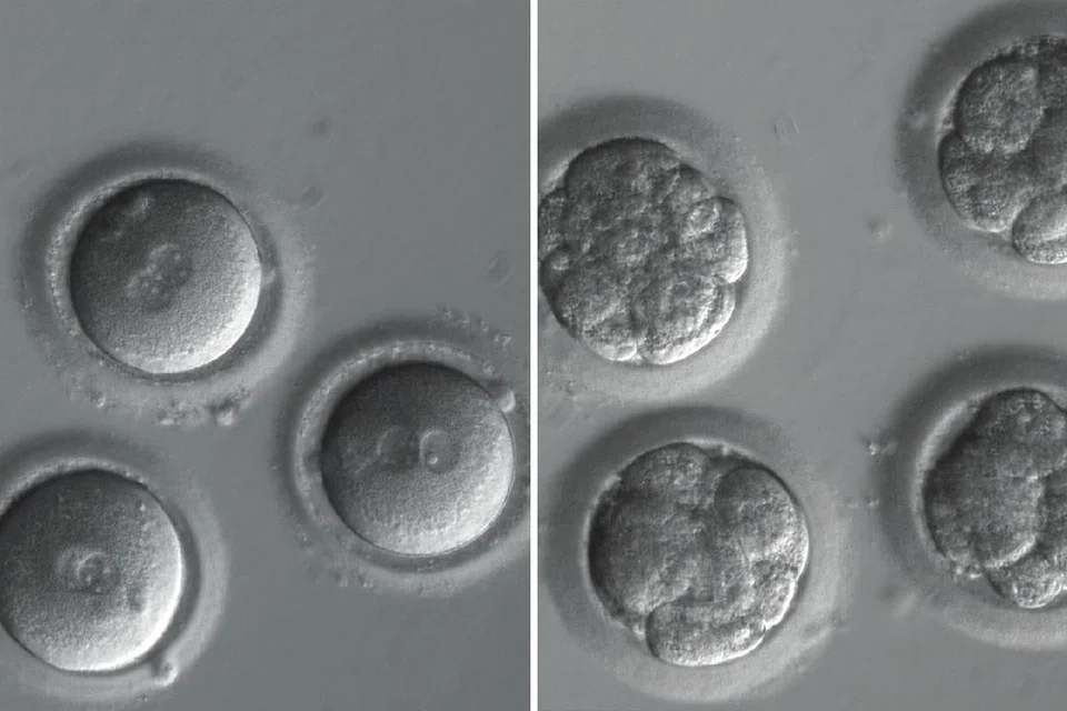 Embrio manusia yang baru disenyawakan (kiri) dan pada peringkat lapan sel (kanan) yang DNAnya telah disunting menggunakan teknologi CRISPR.