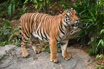Salah satu daripada tiga harimau Malaya di Rainforest Wild Asia akan dipindahkan ke Zoo Taipei menjelang Jun.
