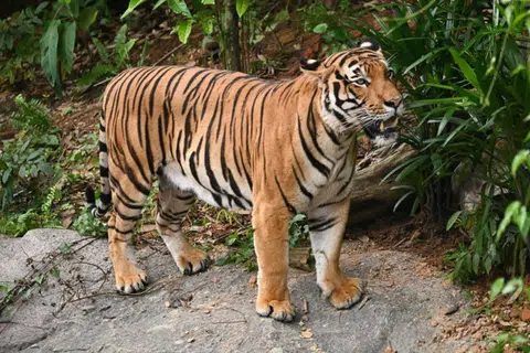 Salah satu daripada tiga harimau Malaya di Rainforest Wild Asia akan dipindahkan ke Zoo Taipei menjelang Jun.